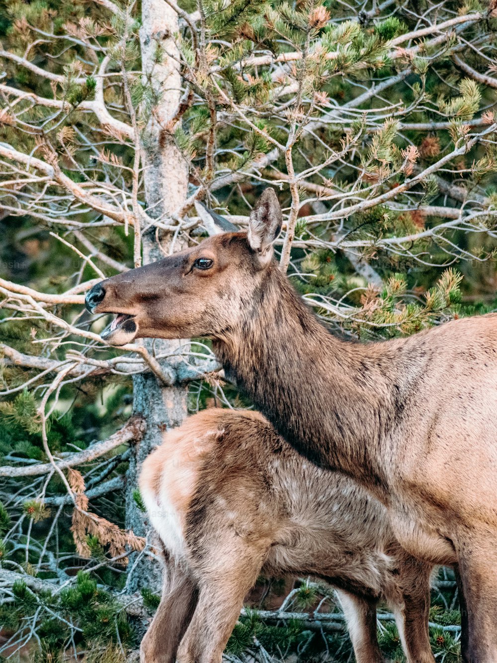 a mother elk and her baby in a forest