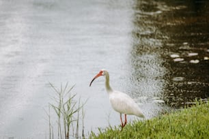 a white bird standing next to a body of water
