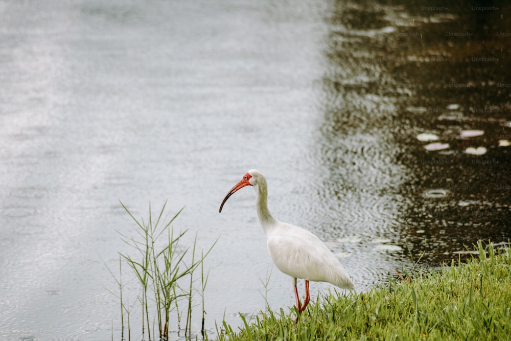 Ein weißer Vogel, der neben einem Gewässer steht