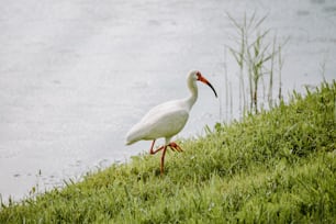 Un pájaro blanco con un pico largo parado en una colina cubierta de hierba junto a un cuerpo