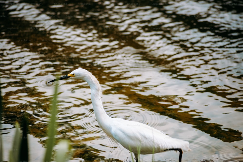 um pássaro branco está parado na água