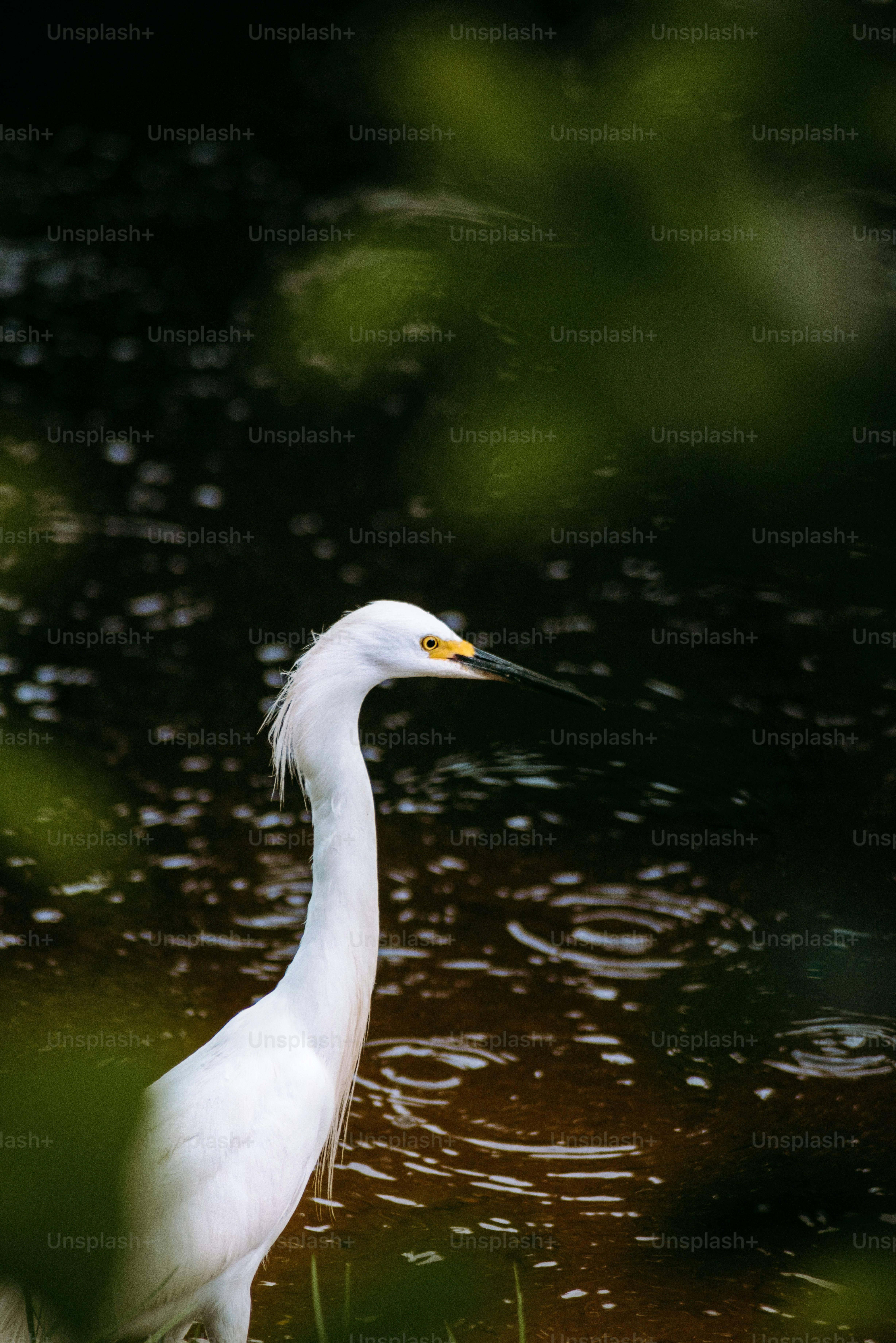 a white bird is standing in the water