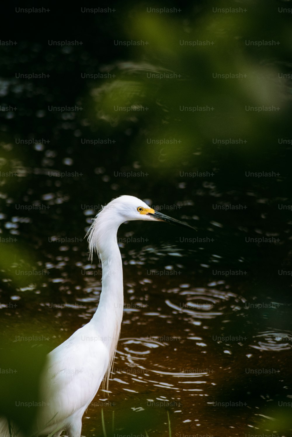um pássaro branco está parado na água