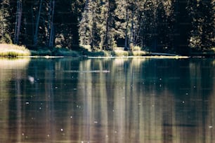un grande specchio d'acqua circondato da alberi
