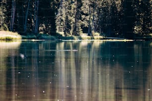 a large body of water surrounded by trees