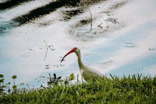 a white bird with a long neck standing in the grass