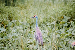 a tall bird standing in a lush green field