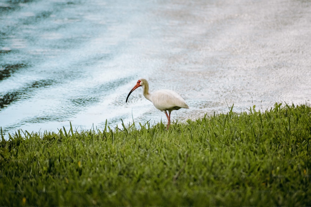 a white bird standing on top of a lush green field