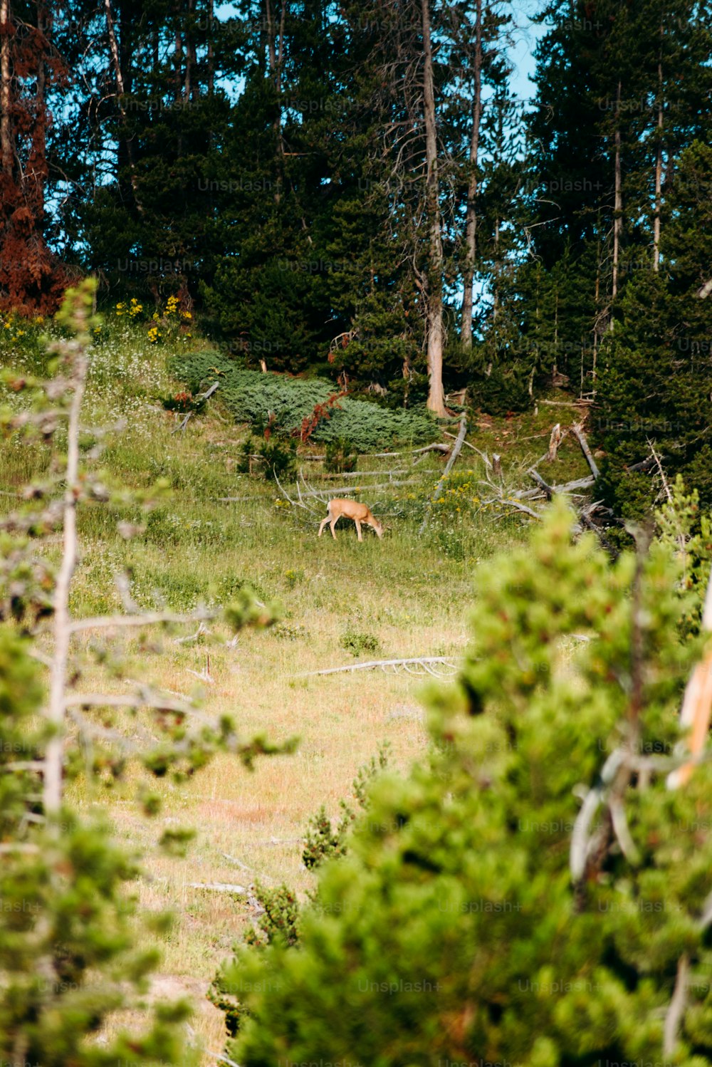 a deer in the middle of a forest