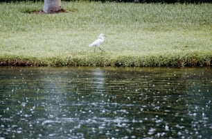 水域の端に立つ白い鳥