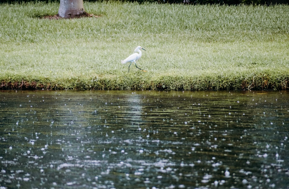 a white bird standing on the edge of a body of water