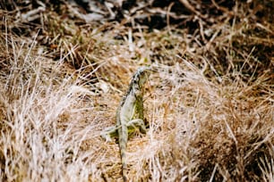 Un lagarto está parado en la hierba alta