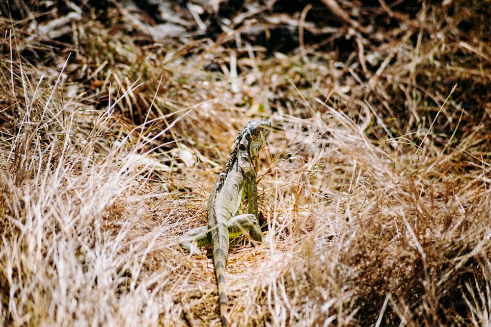 a lizard is standing in the tall grass