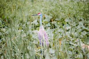 a bird standing in a field of tall grass