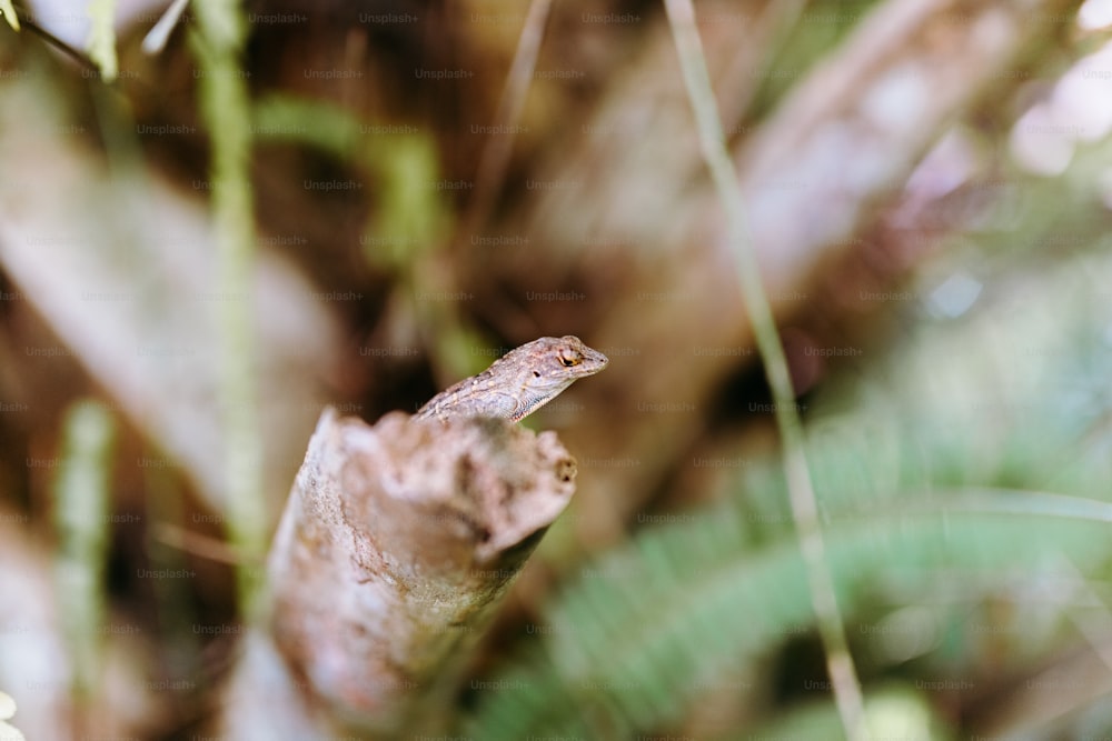Un pequeño lagarto sentado en la cima de la rama de un árbol