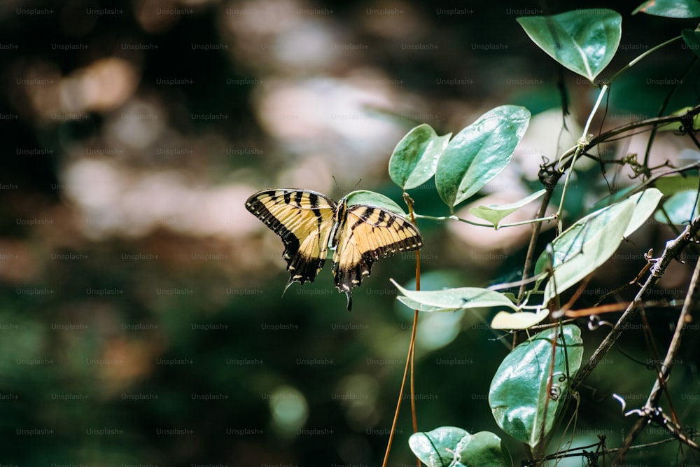 ein gelb-schwarzer Schmetterling, der auf einem belaubten Ast sitzt