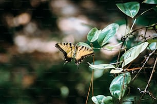 a yellow and black butterfly sitting on a leafy branch