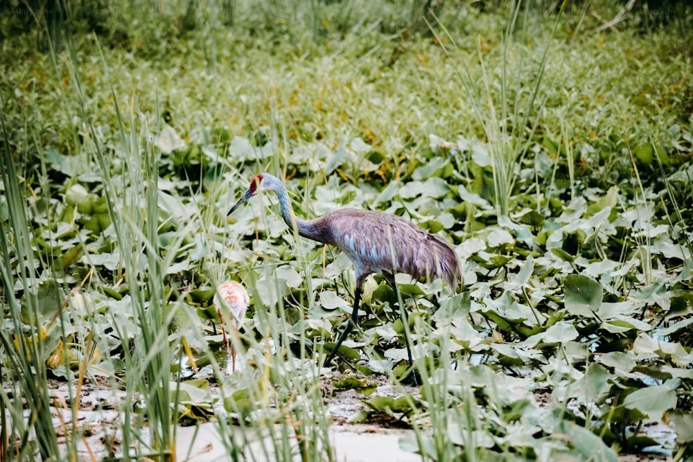 Un uccello in piedi nel mezzo di un campo verde lussureggiante