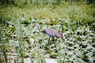 a bird standing in the middle of a lush green field