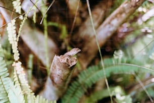 um lagarto sentado em cima de um galho de árvore
