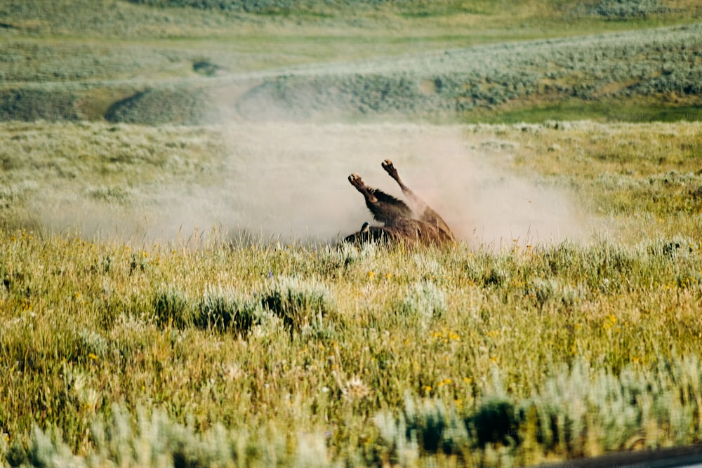 un cheval se roulant dans un champ d’herbe