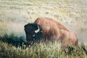 Un bisonte in piedi in un campo di erba alta
