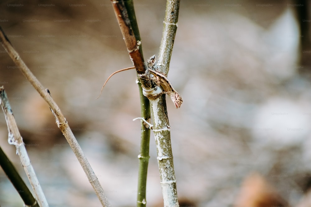 um close up de um pequeno lagarto em um galho de árvore