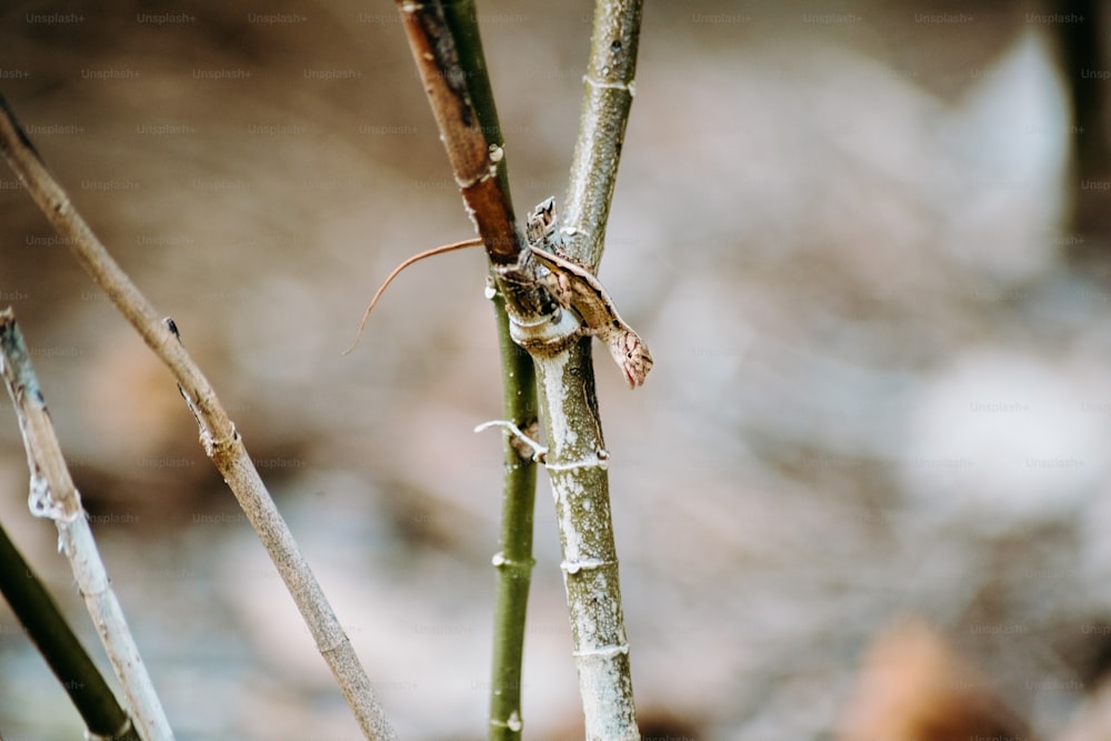 a close up of a small lizard on a tree branch