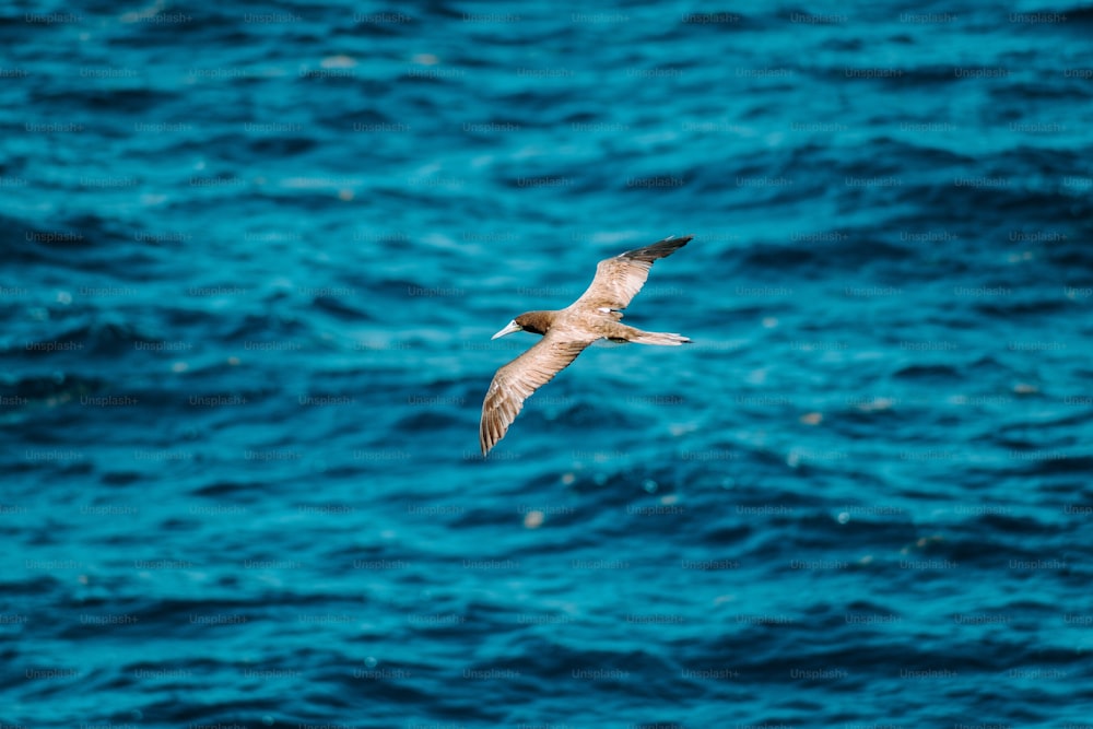 a bird flying over a body of water