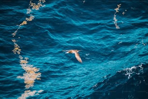 a bird flying over a body of water