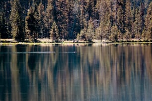 a body of water with trees in the background