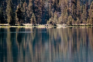 Uno specchio d'acqua con alberi sullo sfondo