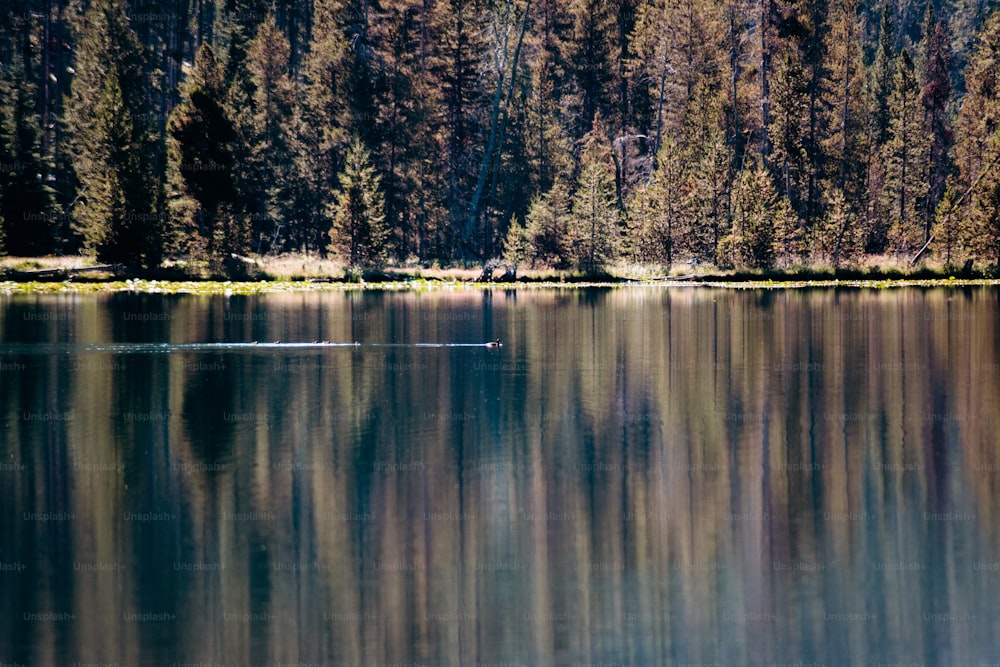 a body of water with trees in the background