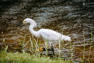un uccello bianco con un lungo becco in piedi in uno specchio d'acqua