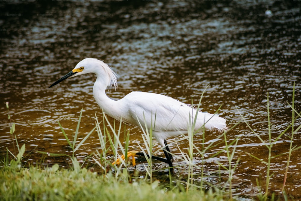 a white bird with a long beak standing in a body of water