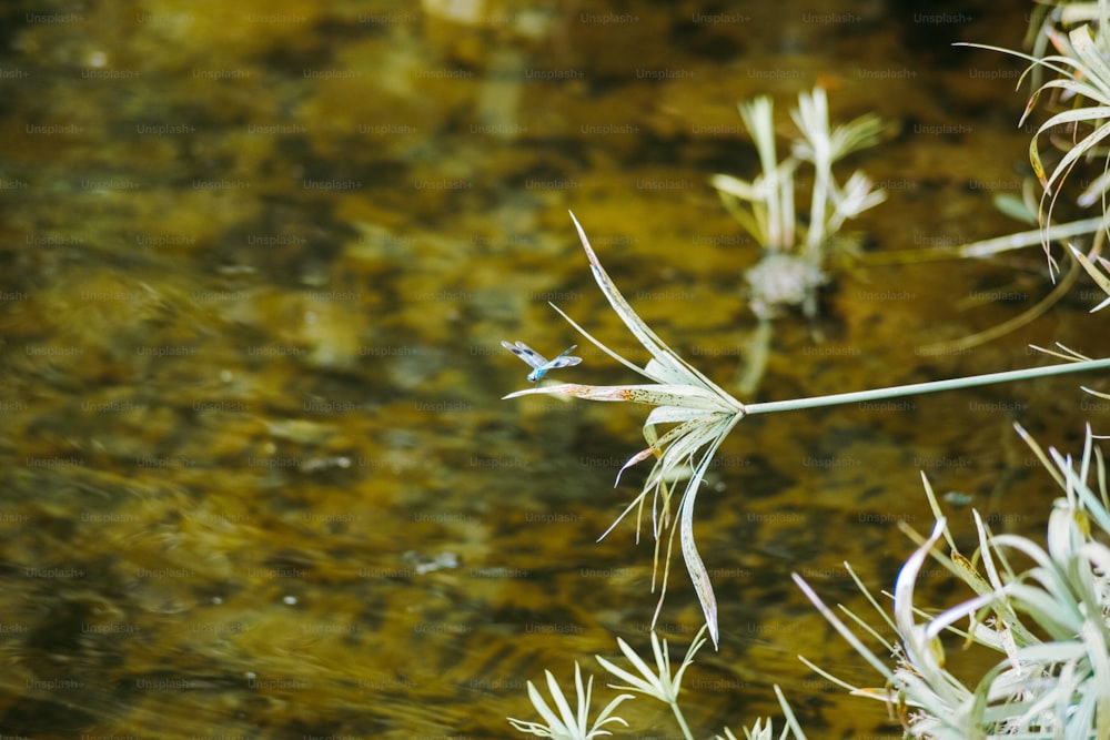 um close up de uma planta perto de um corpo de água