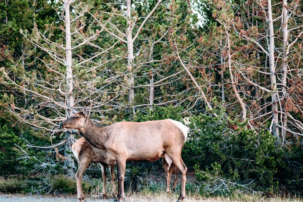 a couple of animals that are standing in the grass