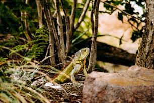Un lagarto está sentado en el suelo en el bosque