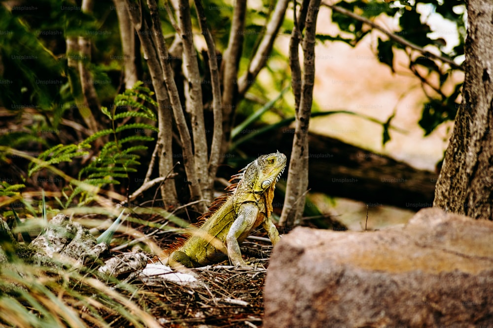 a lizard is sitting on the ground in the woods