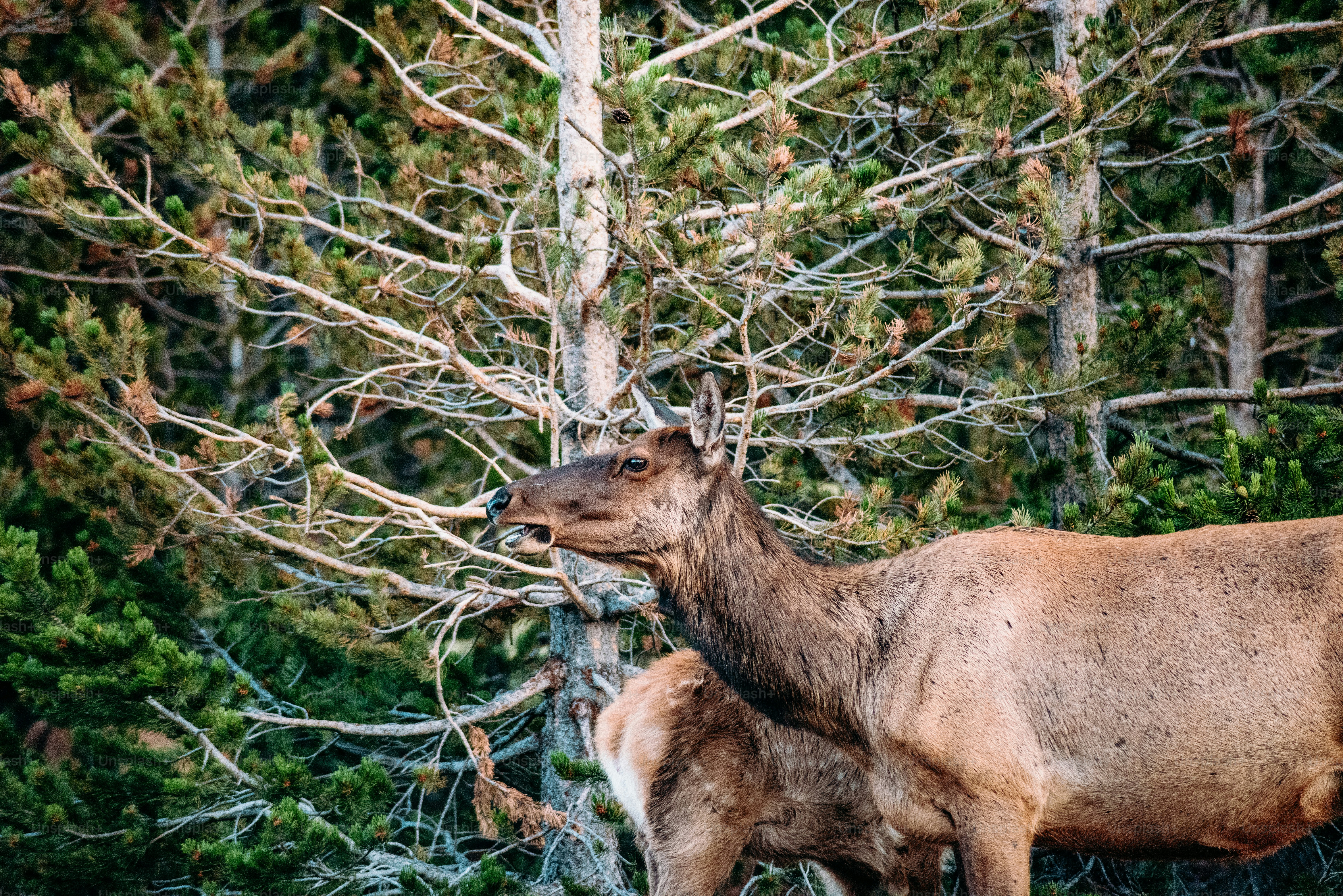 a couple of animals standing next to each other