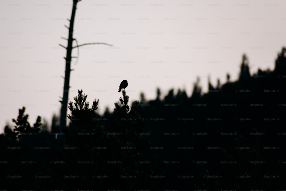 a bird sitting on top of a tree next to a forest