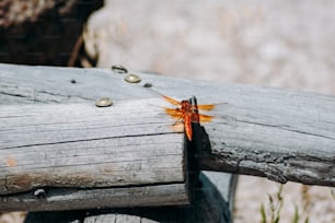 un insecte assis sur un morceau de bois