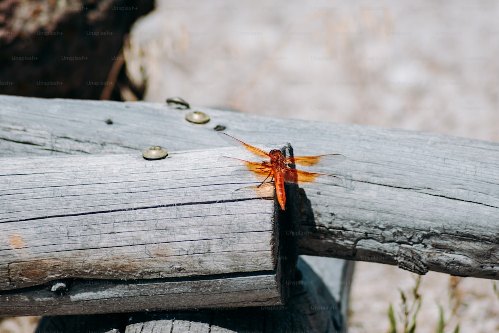 un insetto seduto sopra un pezzo di legno