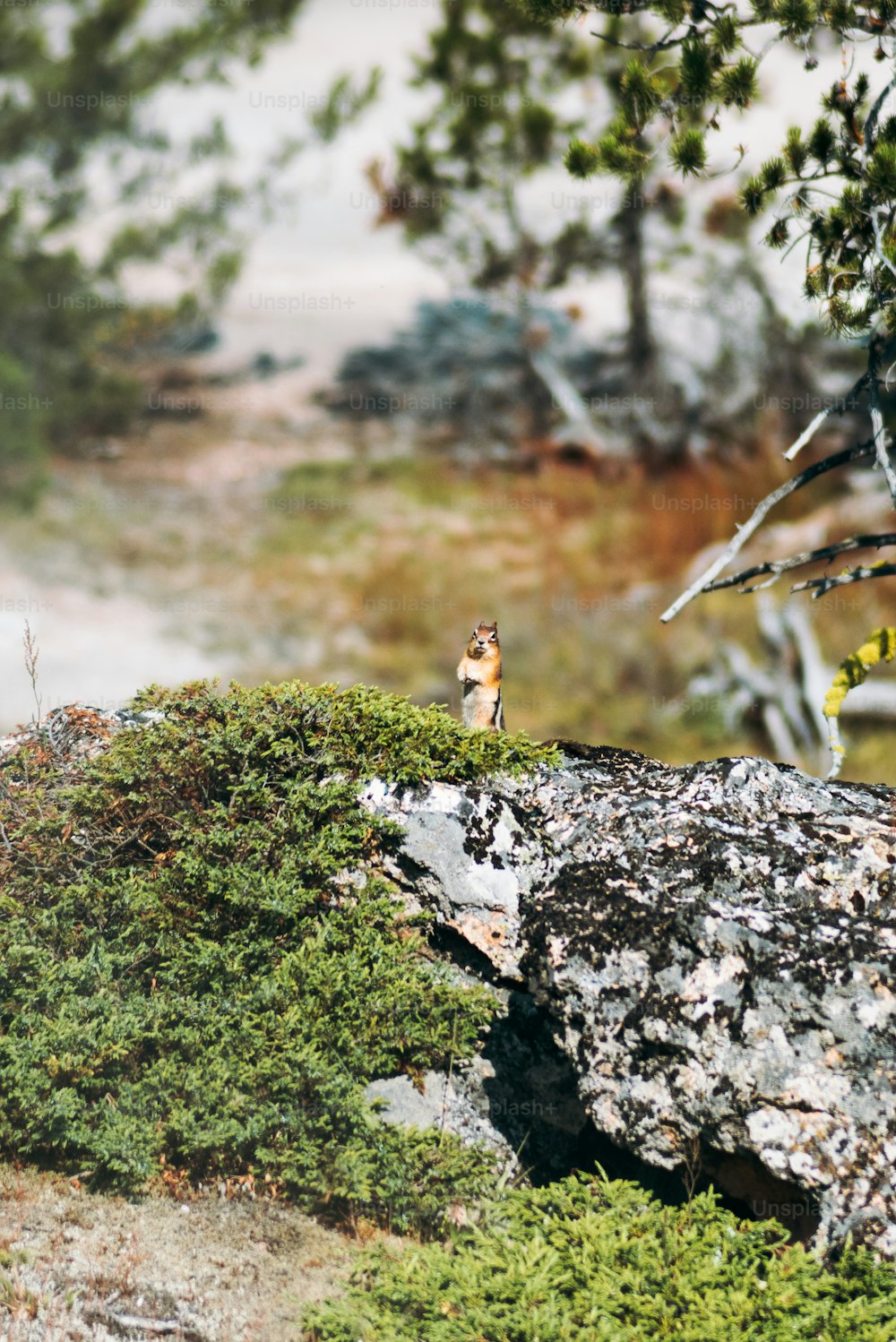 a small bird sitting on top of a moss covered rock