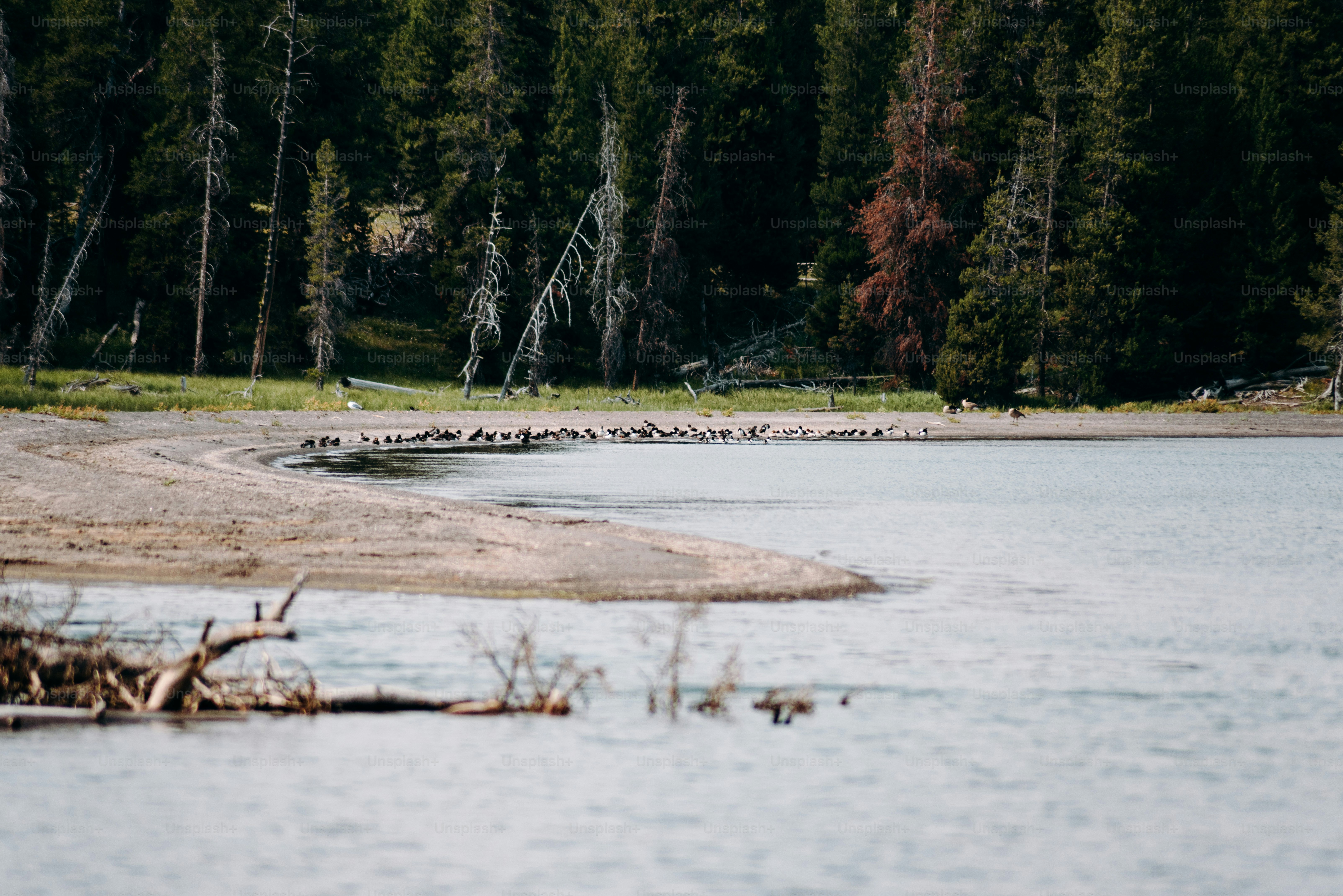 un grand plan d’eau entouré d’arbres
