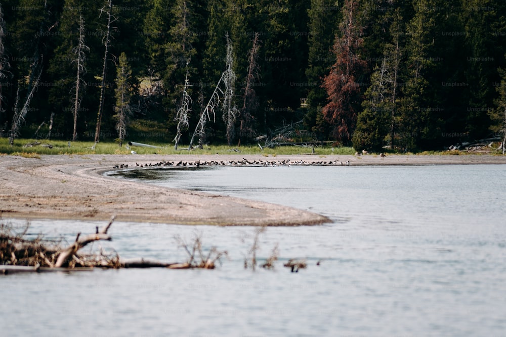 a large body of water surrounded by trees