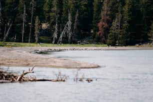 a large body of water surrounded by trees