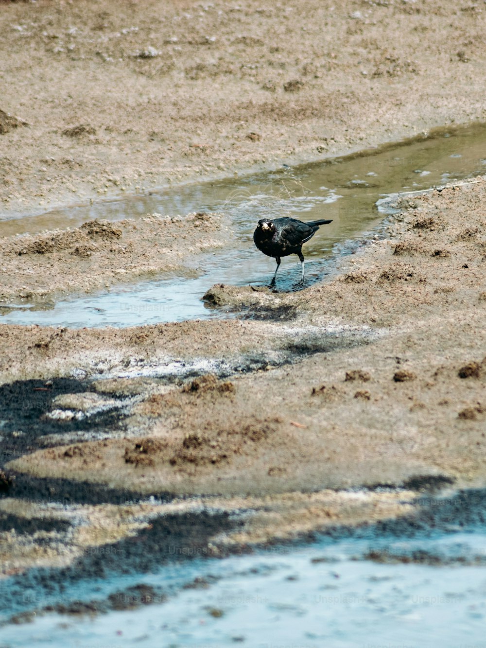 a black bird standing on top of a sandy beach