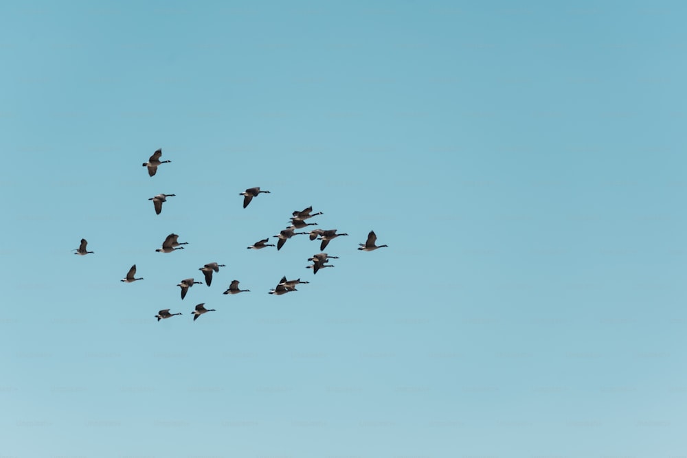 a flock of birds flying through a blue sky