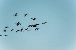um bando de pássaros voando através de um céu azul